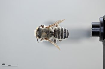Media type: image;   Entomology 794775 Aspect: habitus dorsal view